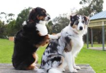 Etkili Terapötik Rejim