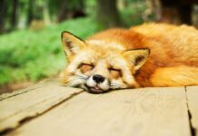 Uyku Düzeninde Bozulma Bakım Planı